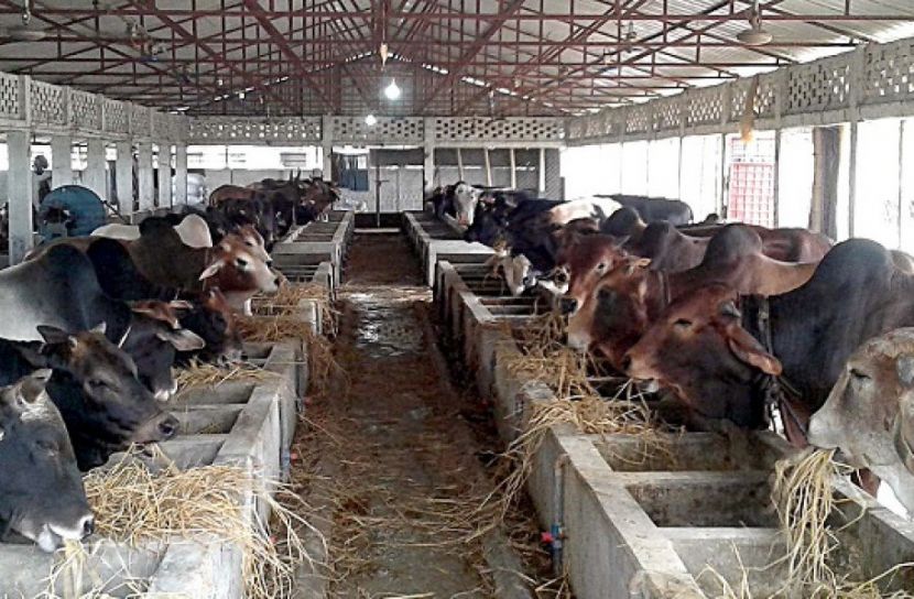 কোরবানির পশু নিয়ে সংশয়ে দেড় লাখ খামারি 