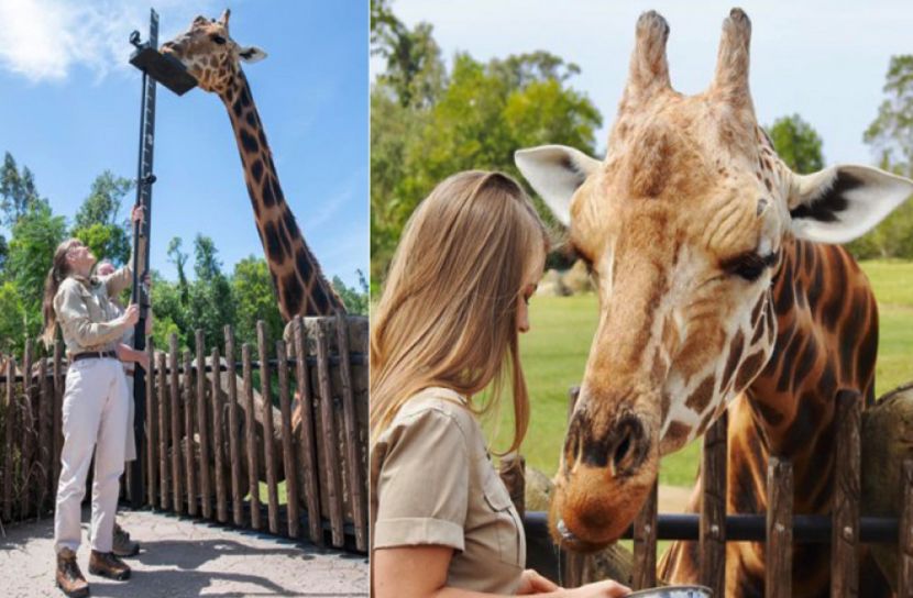জিরাফের গিনেস ওয়ার্ল্ড রেকর্ড