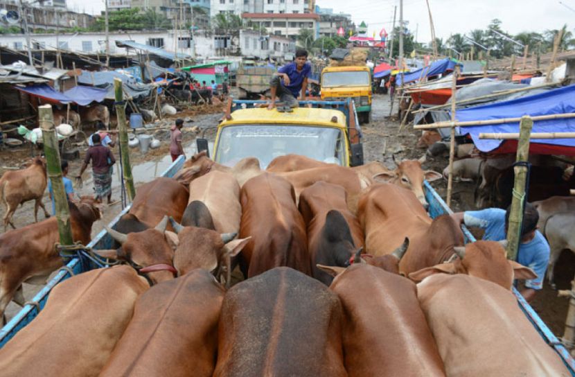 চাঁনরাতে পুরোদমে পশু বেচা-কেনা