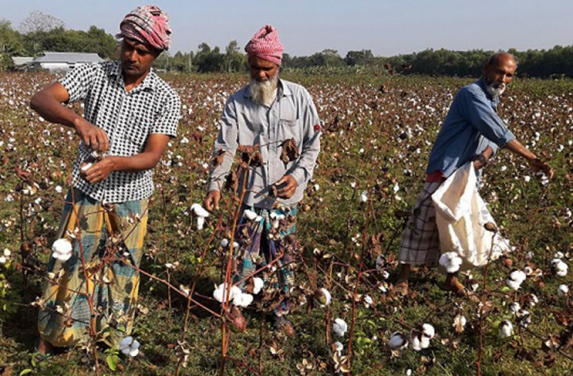 তুলার উৎপাদন বাড়াতে বিশেষ প্রকল্প