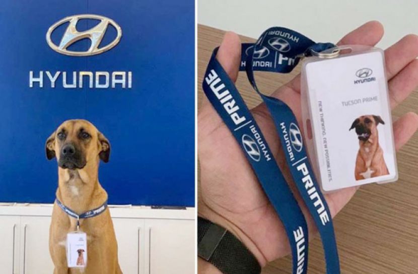 হুন্দাই শো-রুমের অ্যাম্বাসেডর কুকুর!