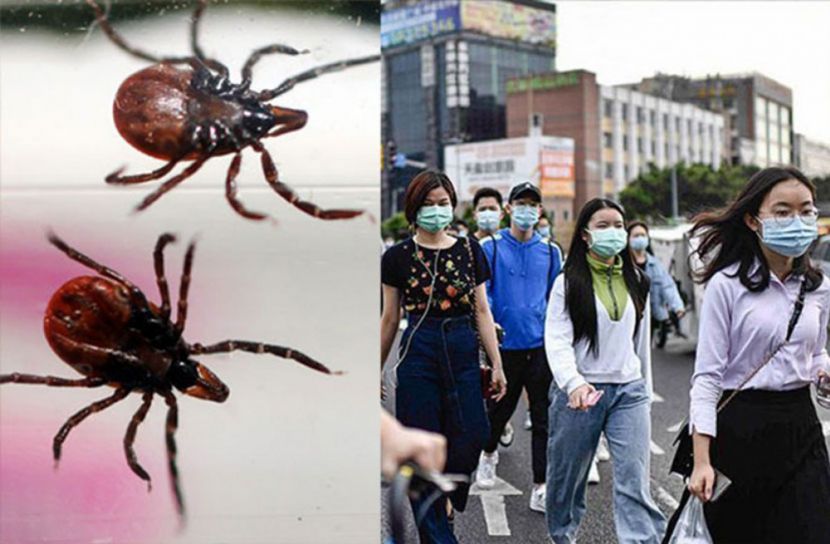 পোকার কামড়ে চীনে নতুন ভাইরাস: ৭ জনের মৃত্যু