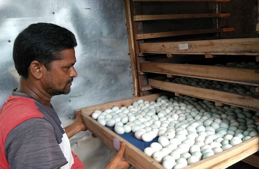 করোনাকালে হাঁস-মুরগির খামার বিপ্লব