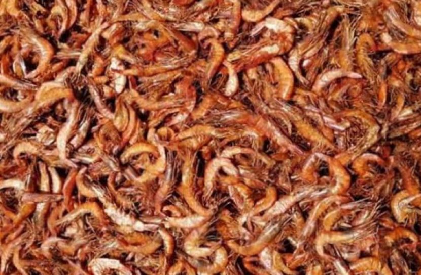 সুন্দরবনে ১৫ মণ শুঁটকি চিংড়ি জব্দ