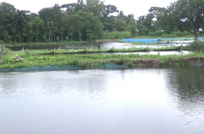 বন্যায় গোপালগঞ্জের মৎস্যচাষিদের ৩৬ কোটি ১৬ লাখ টাকার ক্ষতি