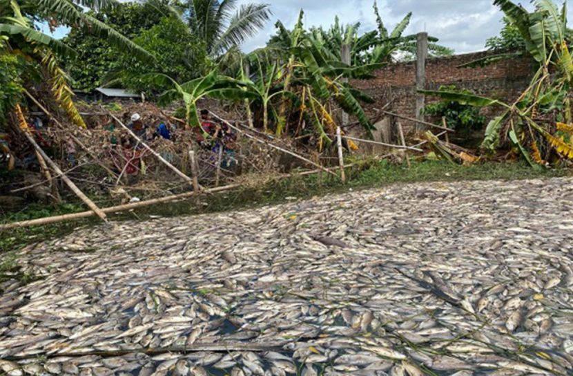 আশুলিয়ায় পুকুরে বিষ দিয়ে কোটি টাকার মাছ নিধন