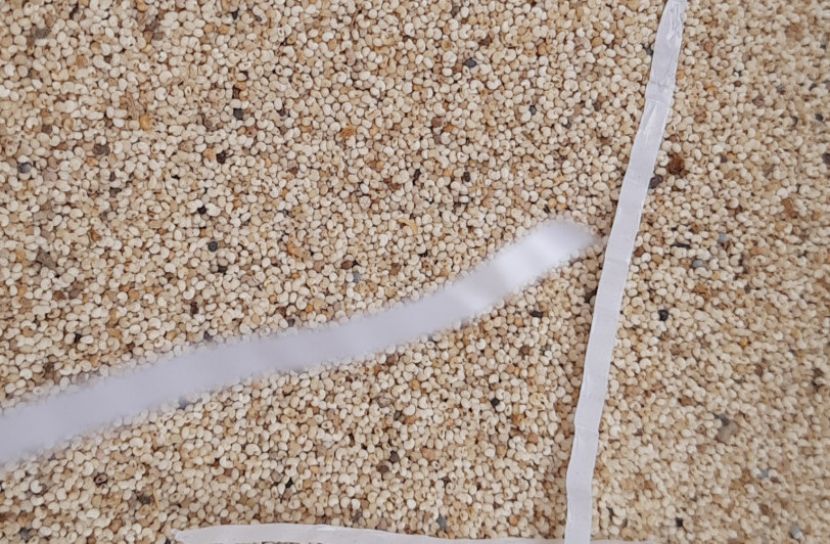 পোস্তদানা জব্দের ঘটনায় আমদানিকারকের বিরুদ্ধে কাস্টমসের মামলা