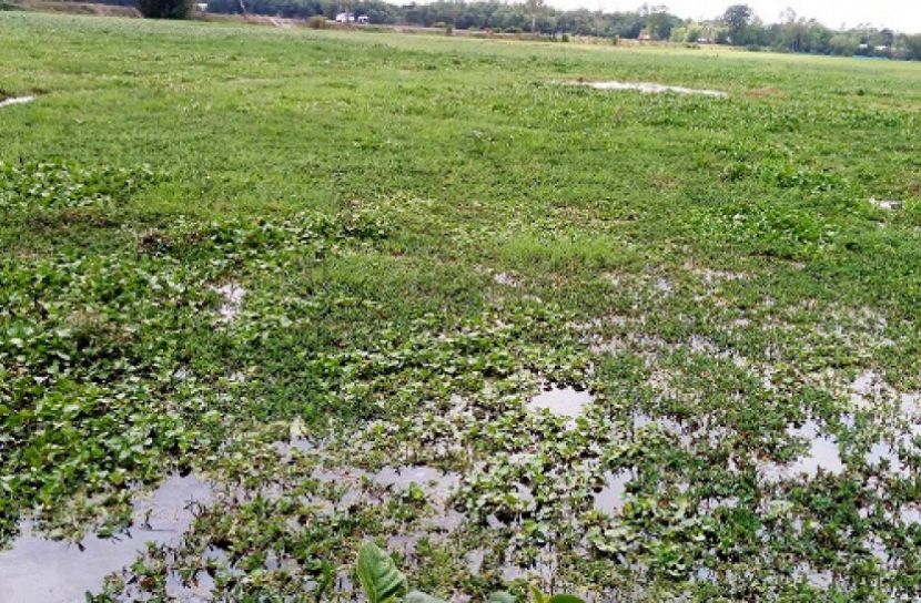 জলাবদ্ধতায় অনাবাদি ৫০০ একর জমি