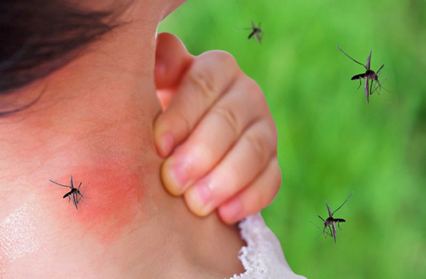 ৭৫ কোটি মশা ছাড়ার অনুমোদন দিল সরকার!