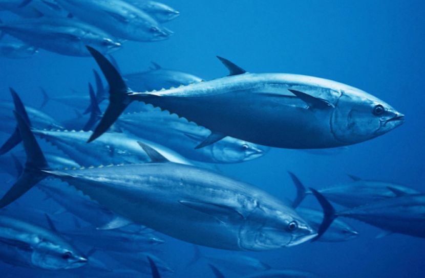 সামুদ্রিক টুনায় আগ্রহী সরকার