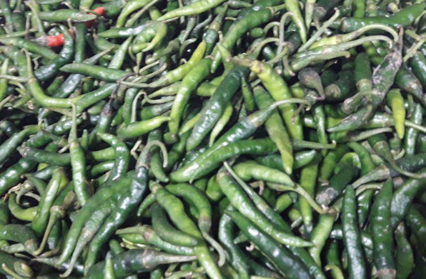 বেড়েই চলেছে কাঁচা মরিচের ঝাঁঝ  