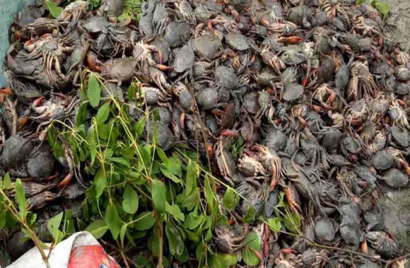 বাম্পার উৎপাদনেও হতাশ কাঁকড়া ব্যবসায়ীরা