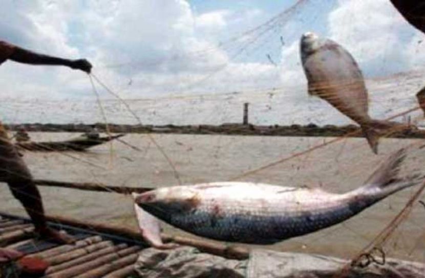 সারা বছরই মিলবে ইলিশ