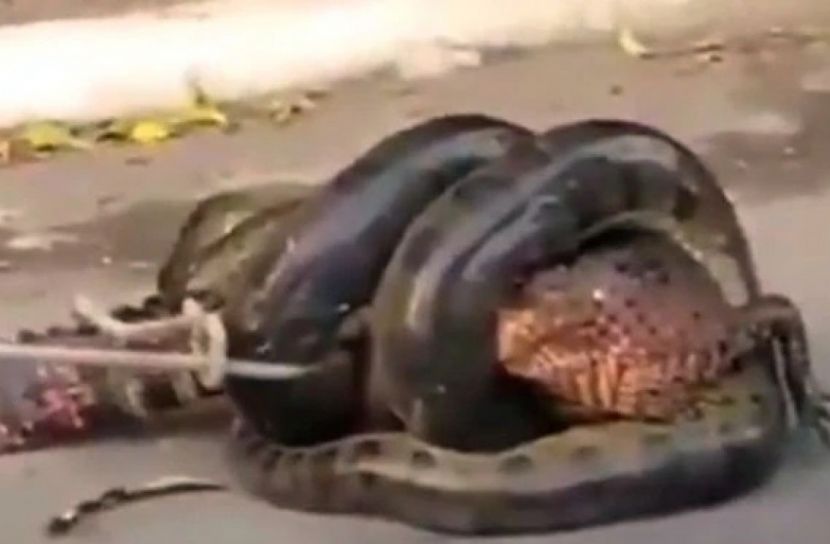 ব্রাজিলে কুমিরকে গিলতে ব্যস্ত অ্যানাকোন্ডা! (ভিডিও)