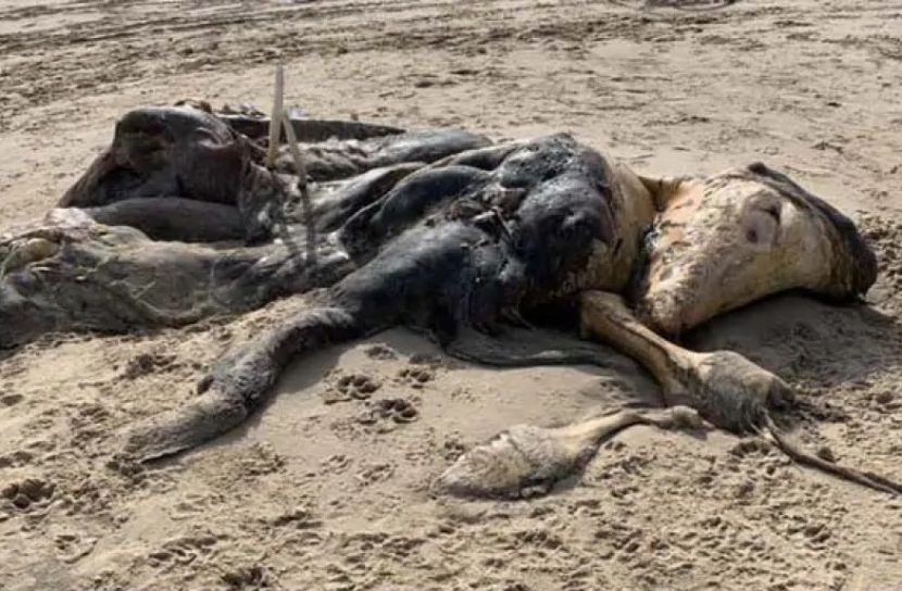 সৈকতে ১৫ ফুট লম্বা রহস্যময় প্রাণী!