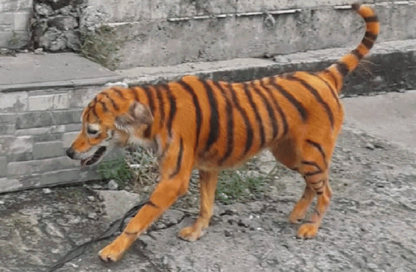 কুকুরকে বানানো হয়েছে বাঘ, দায়ীকে ধরিয়ে দিলে পুরস্কার!