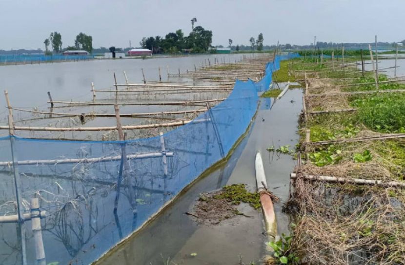 মাছ ও সবজিতে প্রায় ৩৬ কোটি টাকার ক্ষতি হয়েছে