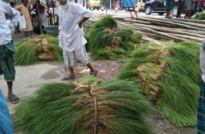 মধুখালী সদর ও কামারখালী হাটে চারা সংগ্রহ করতে ভিড় পড়ে গেছে কৃষকদের