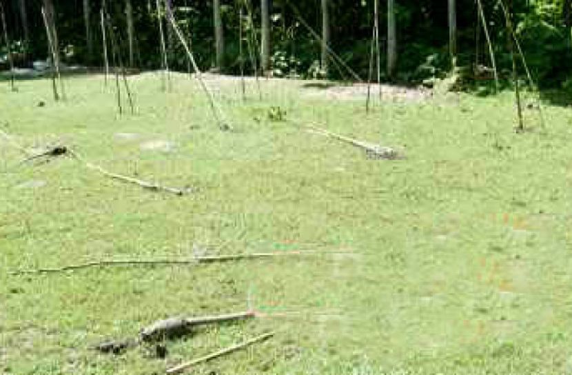 বিধবার বাগানের গাছ কেটে দিলেন প্রভাবশালীরা