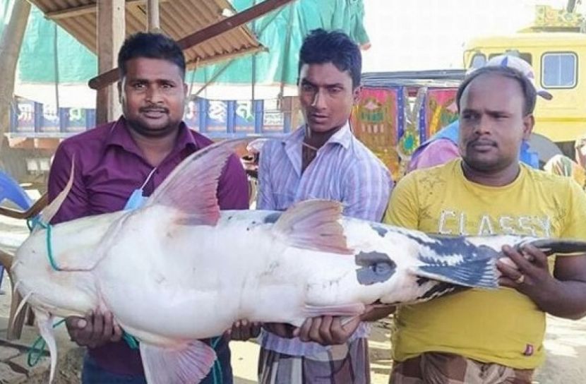 জেলের জালে ৩০ কেজির বাঘাইড়!