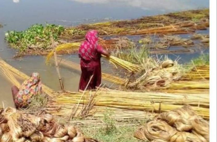পাটের আঁশ ছাড়িয়ে সংসারে সহায়তা