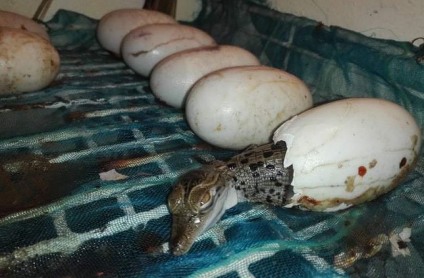 করমজলে ফুটেছে পিলপিলের চারটি বাচ্চা 