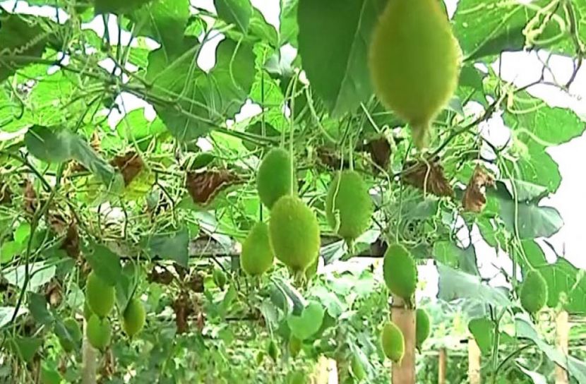 মাচায় কাকরোল চাষে ফলনও বেশি, লাভও বেশি