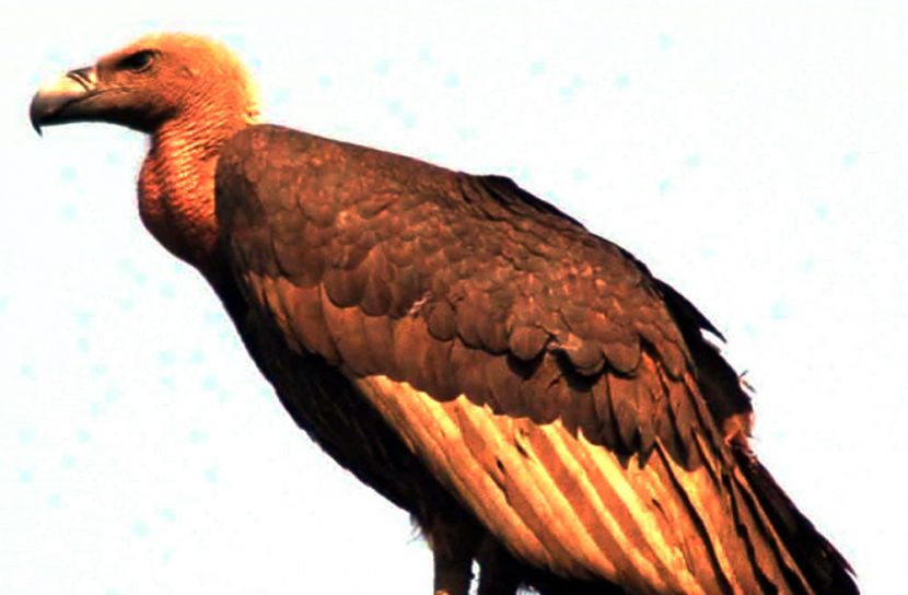 শকুনের বংশবৃদ্ধিতে কাজ করছে সরকার : পরিবেশমন্ত্রী