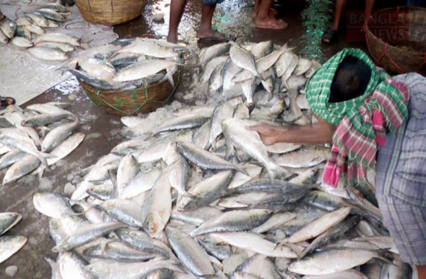 ইলিশে সয়লাব সারা দেশ, দাম গতবারের অর্ধেক 