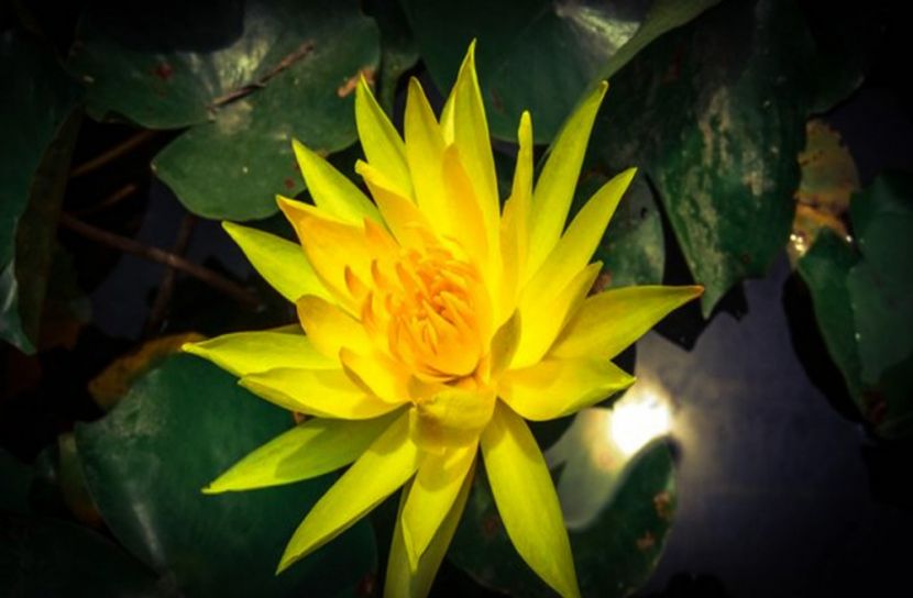 কুমিল্লার বুড়িচং উপজেলার দক্ষিণগ্রাম বিলে ফোটা হলুদ পদ্ম