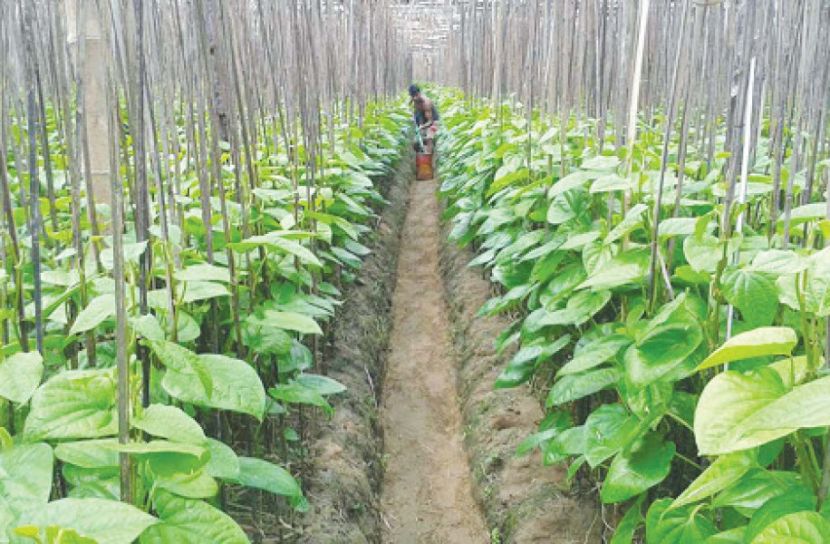 খুশির বারতা এনেছে বরিশালের পানবরজ