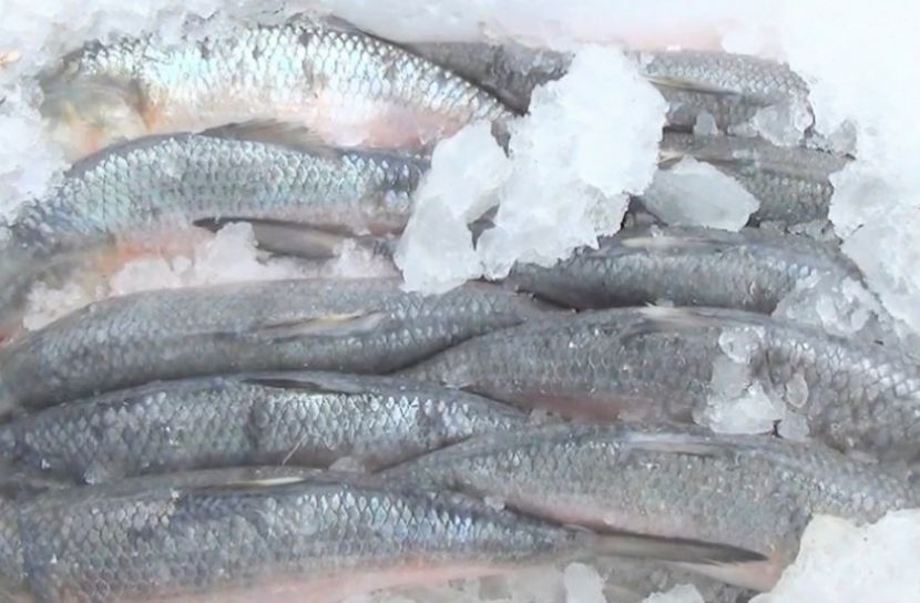 ১২ হাজার কেজি ইলিশের প্রথম চালানটি গেছে