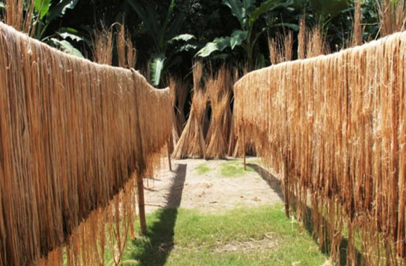 সোনালী আঁশে ঘুরে দাঁড়িয়েছে রপ্তানি