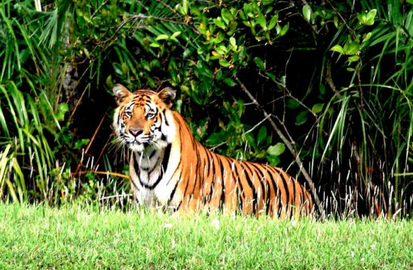 করোনায় চরম বিপর্যস্ত সুন্দরবনের পর্যটন খাত 