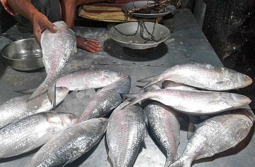 সারা বছর ইলিশ পেতে ২৪৬ কোটি টাকার প্রকল্প