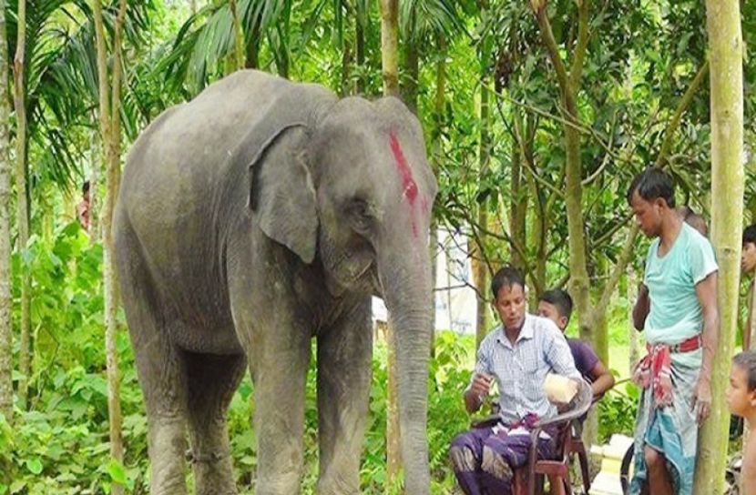 জমি বিক্রি করে স্ত্রীকে হাতি কিনে দিলেন স্বামী