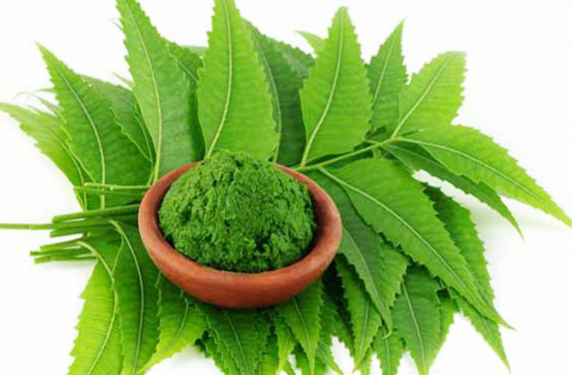 নিমের ব্যবহার : ত্বক ও চুলের যত্ন