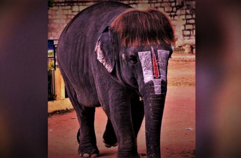 নজর কাড়লো সুন্দরী সেঙ্গামালাম’