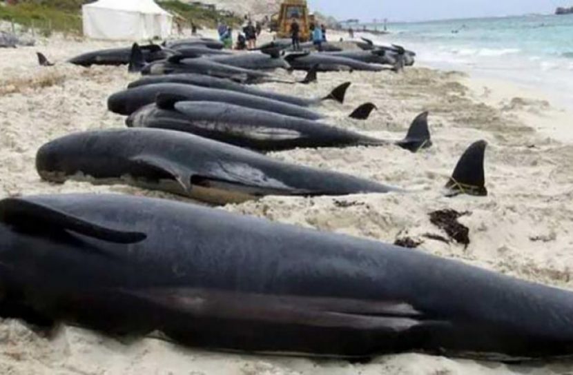  অস্ট্রেলিয়ার উপকূলে ৪শ তিমির মৃত্যু