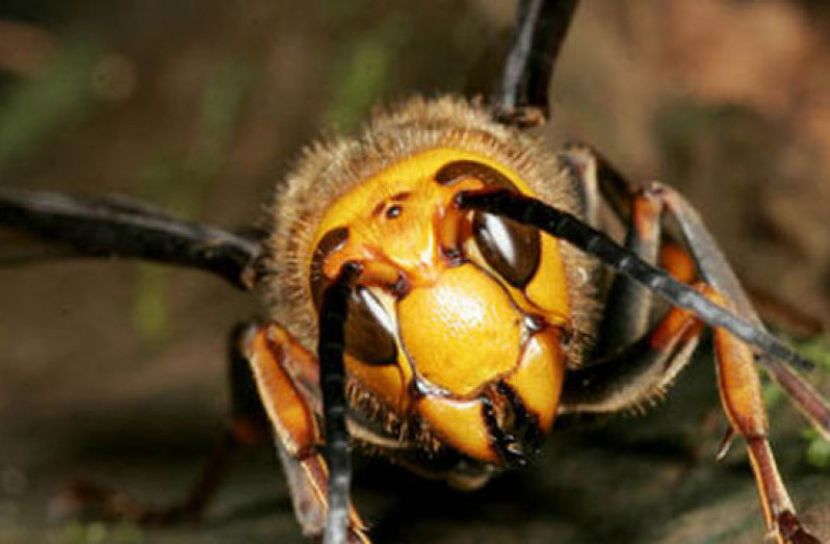 যুক্তরাষ্ট্রজুড়ে  নতুন আতঙ্ক জায়েন্ট হর্নেট