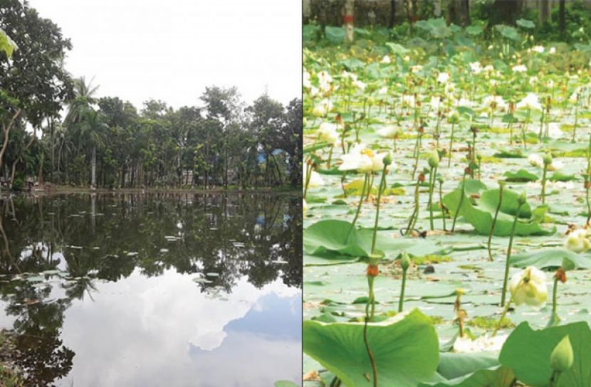সাফ করে ফেলা হয়েছে সব শ্বেতপদ্ম