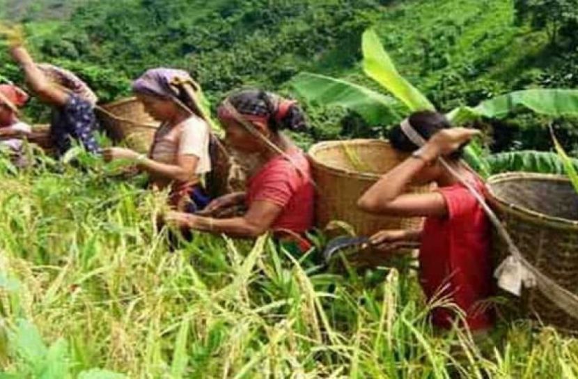 বান্দরবানের জুমচাষিদের সাথি ফসল মারফা