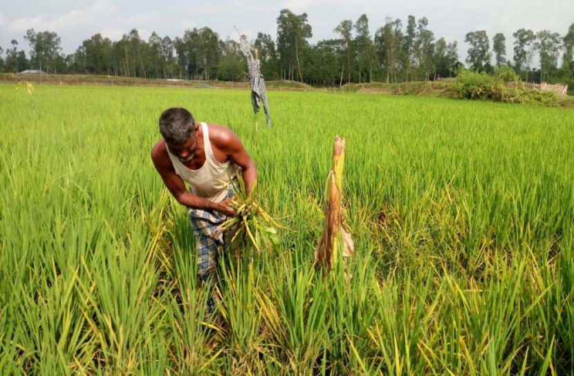 রোপা আমন ক্ষেতে ইঁদুরের হানা, সর্বশান্ত কৃষক