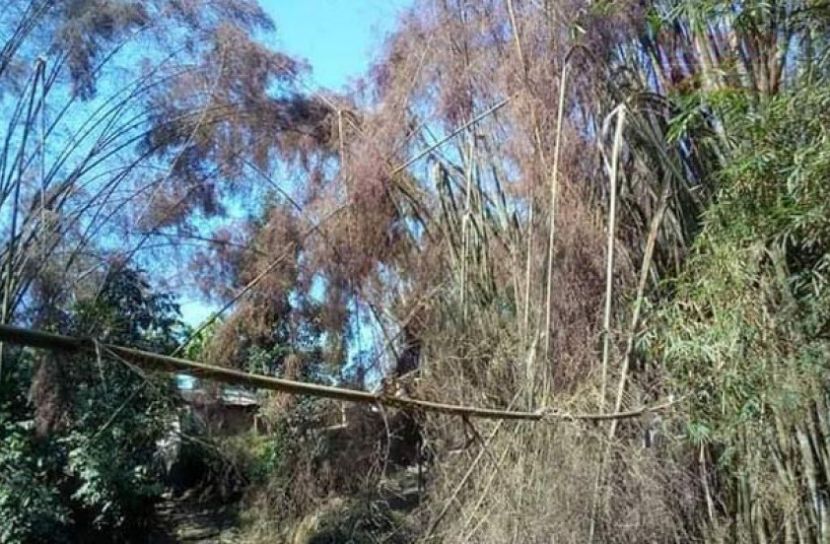 বাঁশের চাল উদ্ভাবন করলো ত্রিপুরা