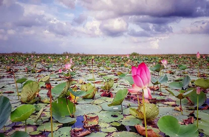 পদ্মবিলে সুন্দরের খোঁজে দর্শনার্থীরা