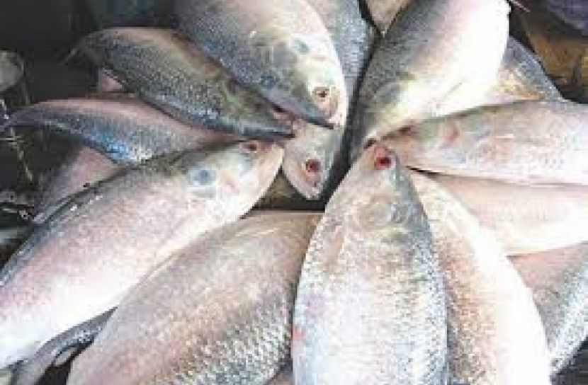 ১৪ অক্টোবর থেকে ইলিশ ধরা ও বিক্রি নিষিদ্ধ