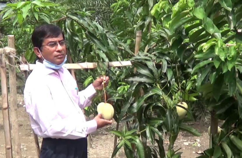 অসময়ে ঝুলছে গোপালগঞ্জ হর্টিকালচারে রসালো আম মেহেদী-২  