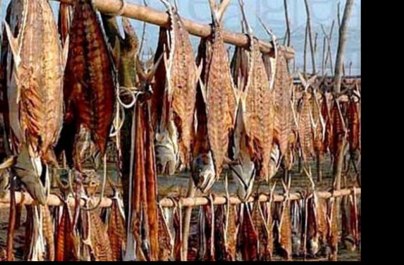 শুঁটকি তৈরিতে প্রশিক্ষণ নেবে  বিএফডিসি কর্মকর্তারা