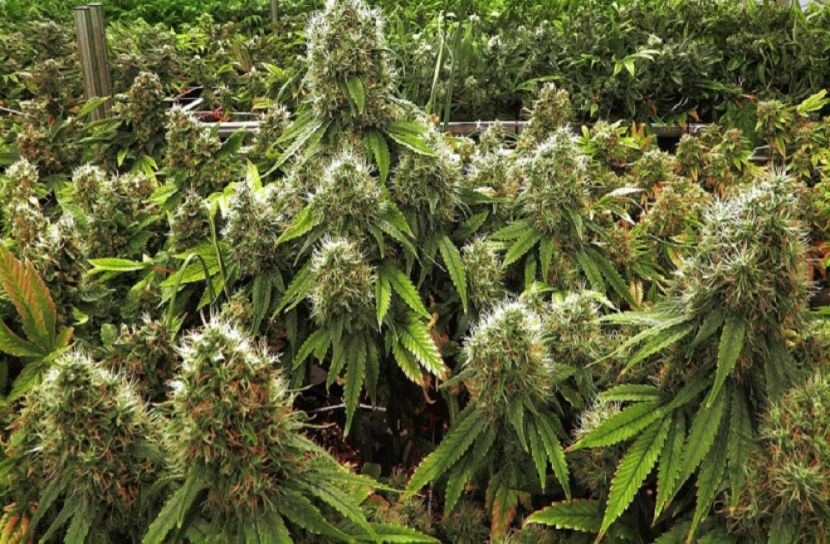 গাঁজা উৎপাদন ও রফতানি  করবে রুয়ান্ডা