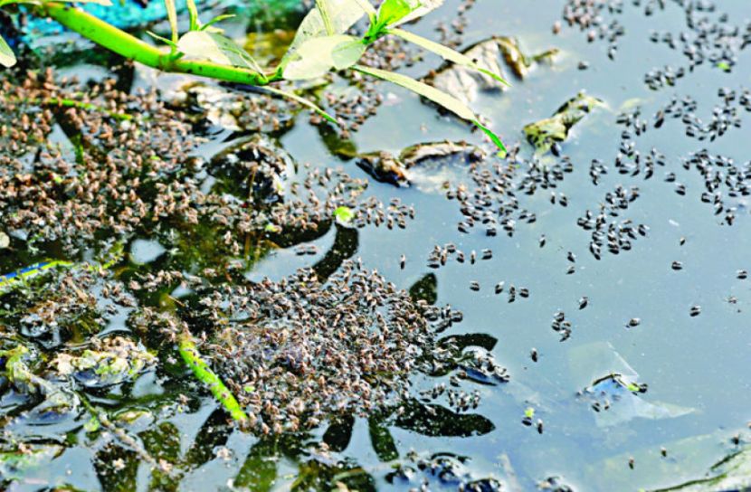 মশামুক্ত ঢাকা গড়তে ‘নোভালিউরন’  ব্যবহার করবে ডিএনসিসি